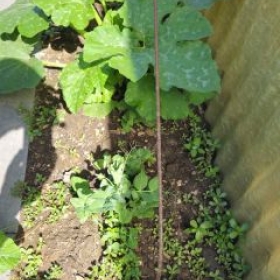ErbsenKurbis 2026-06-20 11.10.